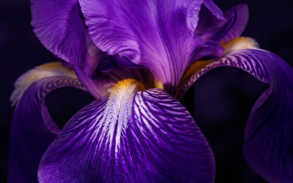 Detalhe editorial Tuscan Orris